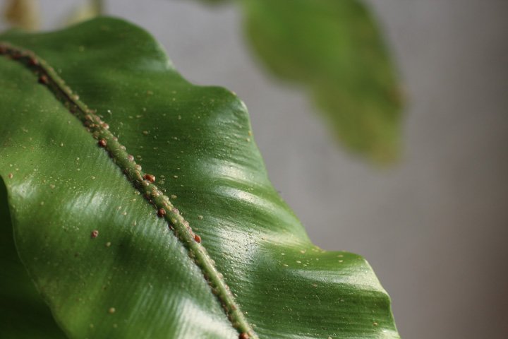 not fern spores, but scale