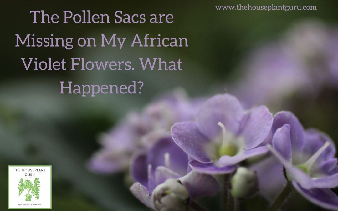 The Pollen Sacs are Missing on My African Violet Flowers. What Happened?