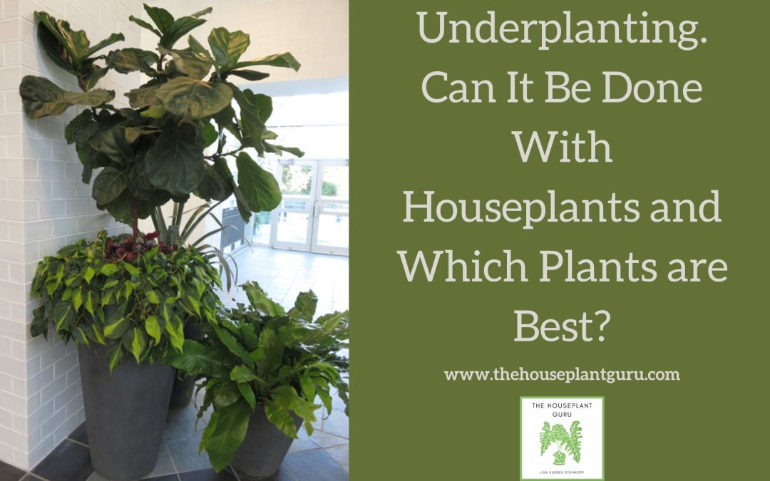 Underplanting. Can It Be Done With Houseplants and What Plants are Best?