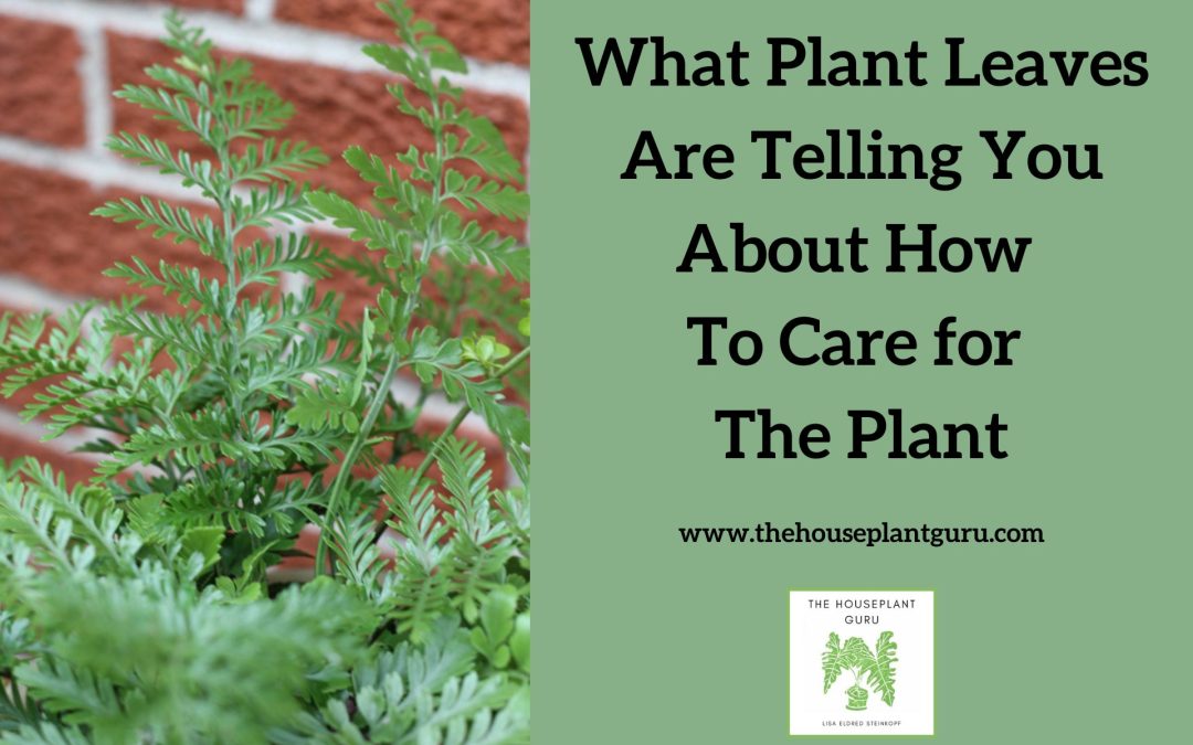 What Plant Leaves Are Telling You About How To Care for The Plant