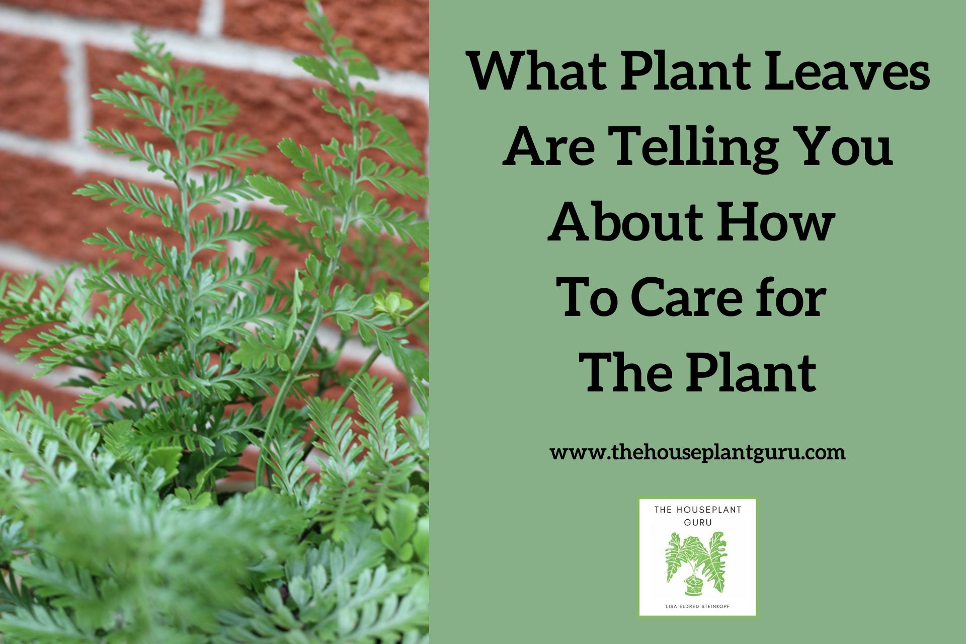What Plant Leaves Are Telling You About How To Care for The Plant