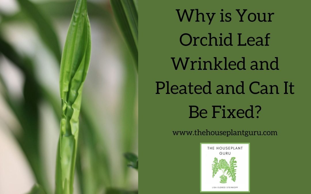 Why is Your Orchid Leaf Wrinkled and Pleated and Can It Be Fixed?