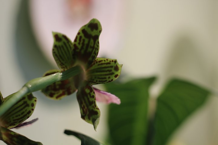 back of orchid flower