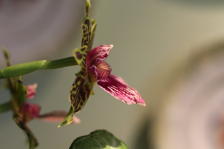 side of orchid flower