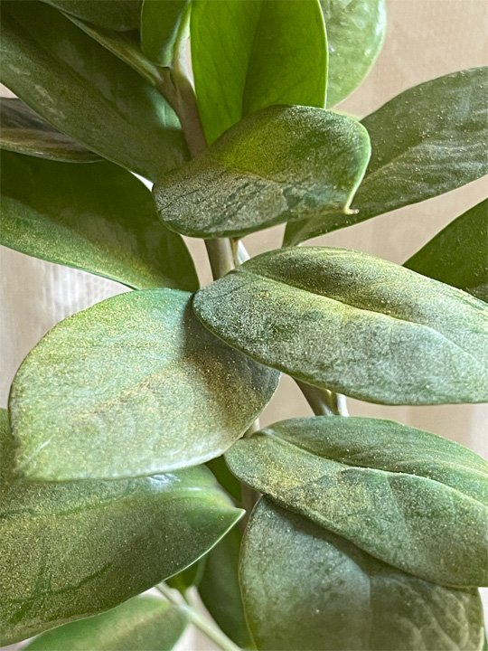 Spores on a zz plant