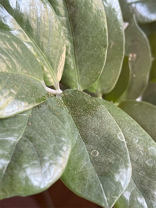 Spores on a zz plant