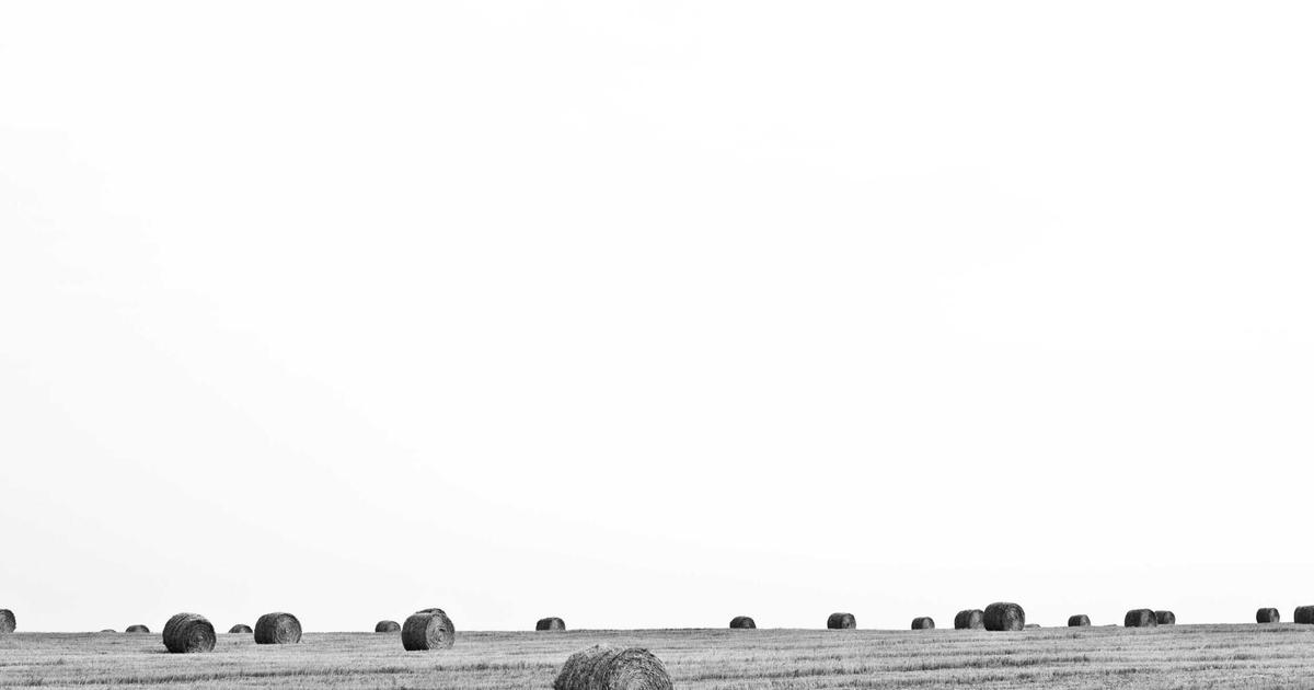 Read more about the article Air Plants Secrets: What Experts Don’t Tell You