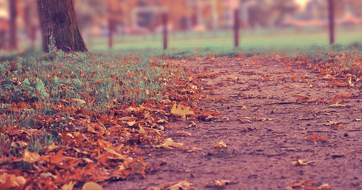 Read more about the article Why Repotting Plants Matters and How to Get Started