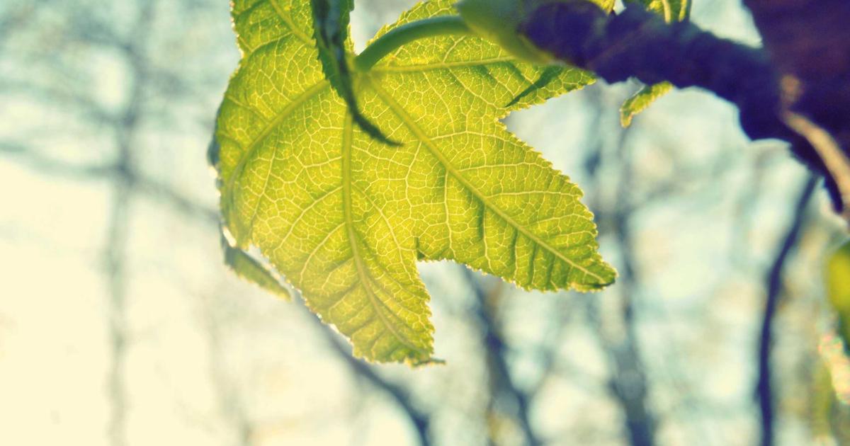 Read more about the article Why Plant Watering Matters: Expert Insights