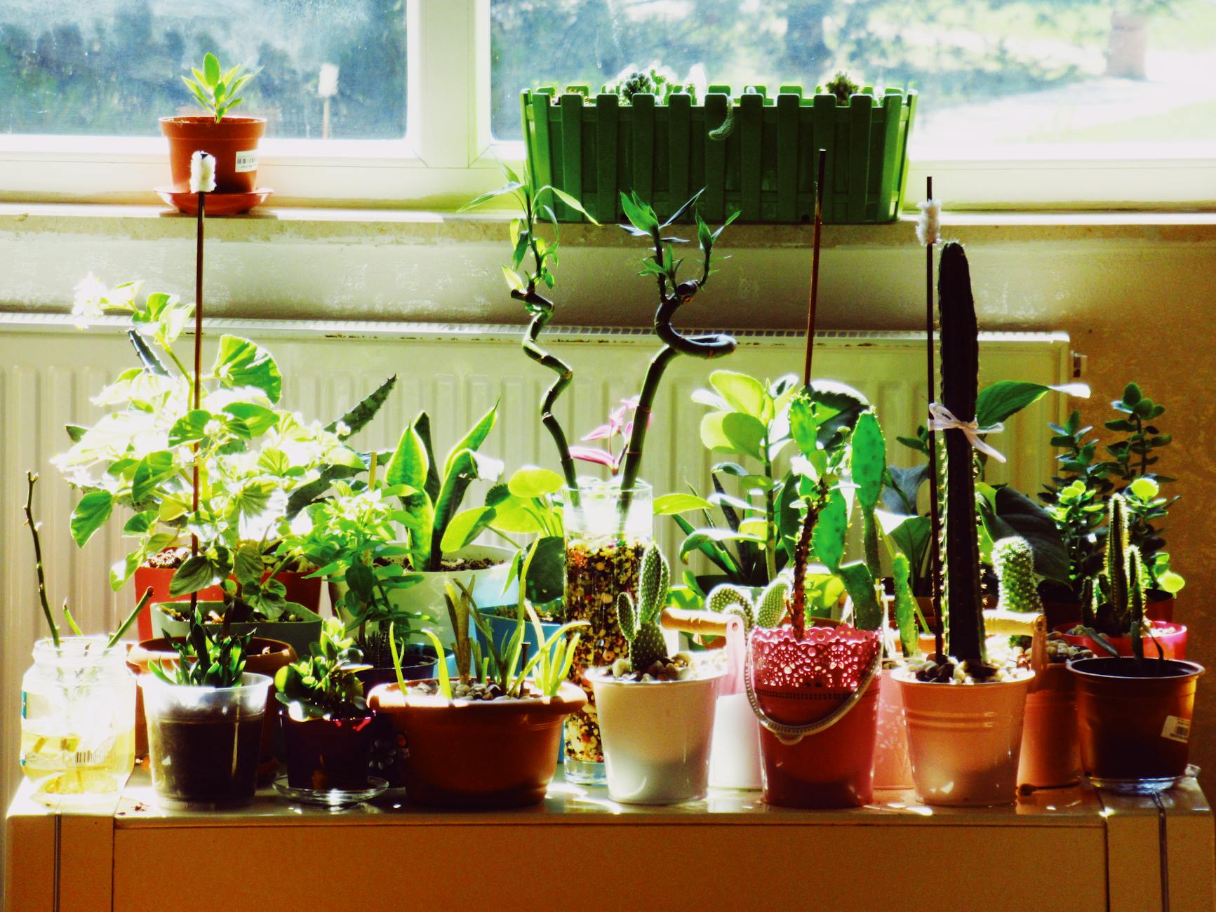 Read more about the article The Beginner’s Guide to Feeding Houseplants: What, When, and How Much