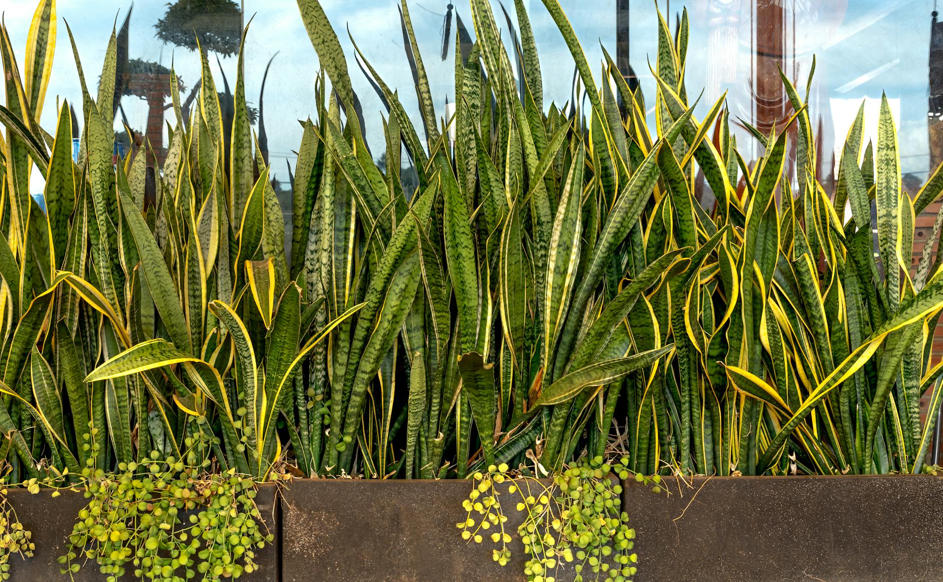 Read more about the article Snake Plant vs. ZZ Plant: The Ultimate Low-Effort Houseplant Showdown