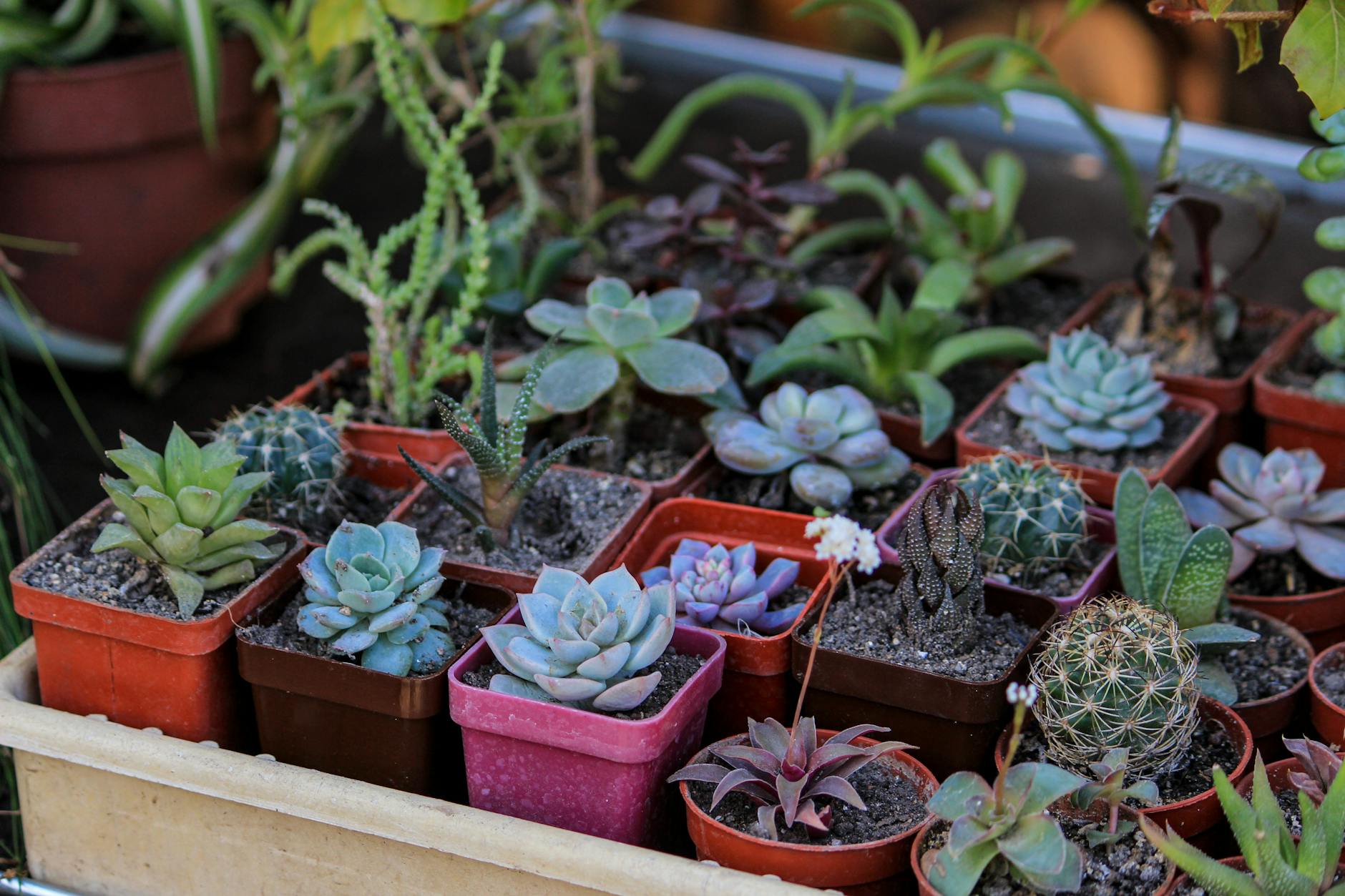 Read more about the article 10 Best Low-Maintenance Houseplants for UK Homes With Low Natural Light