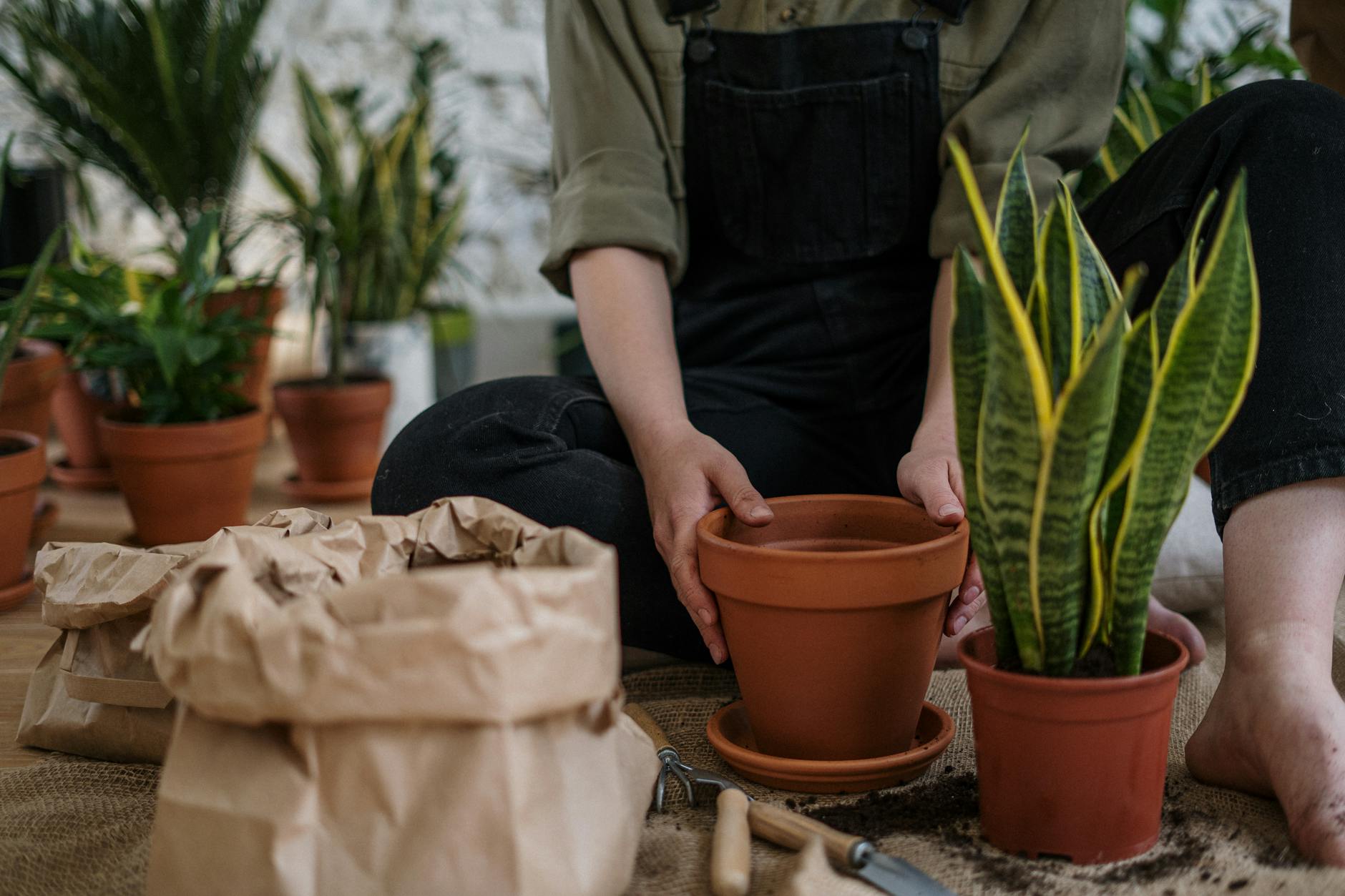 Read more about the article How to Repot a Houseplant Without Killing It: A Step-by-Step Guide