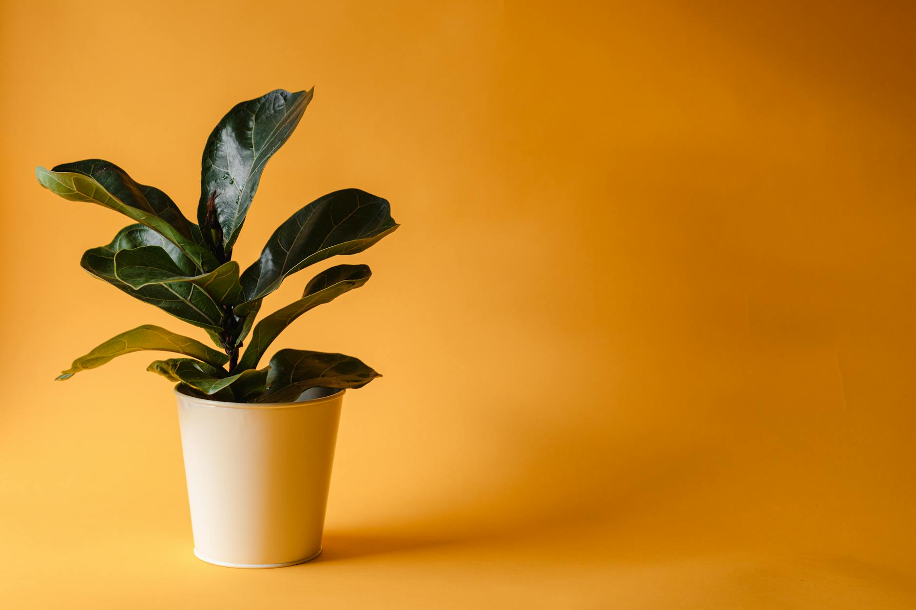 Read more about the article Why Are My Houseplant Leaves Turning Yellow? 8 Causes and Fixes