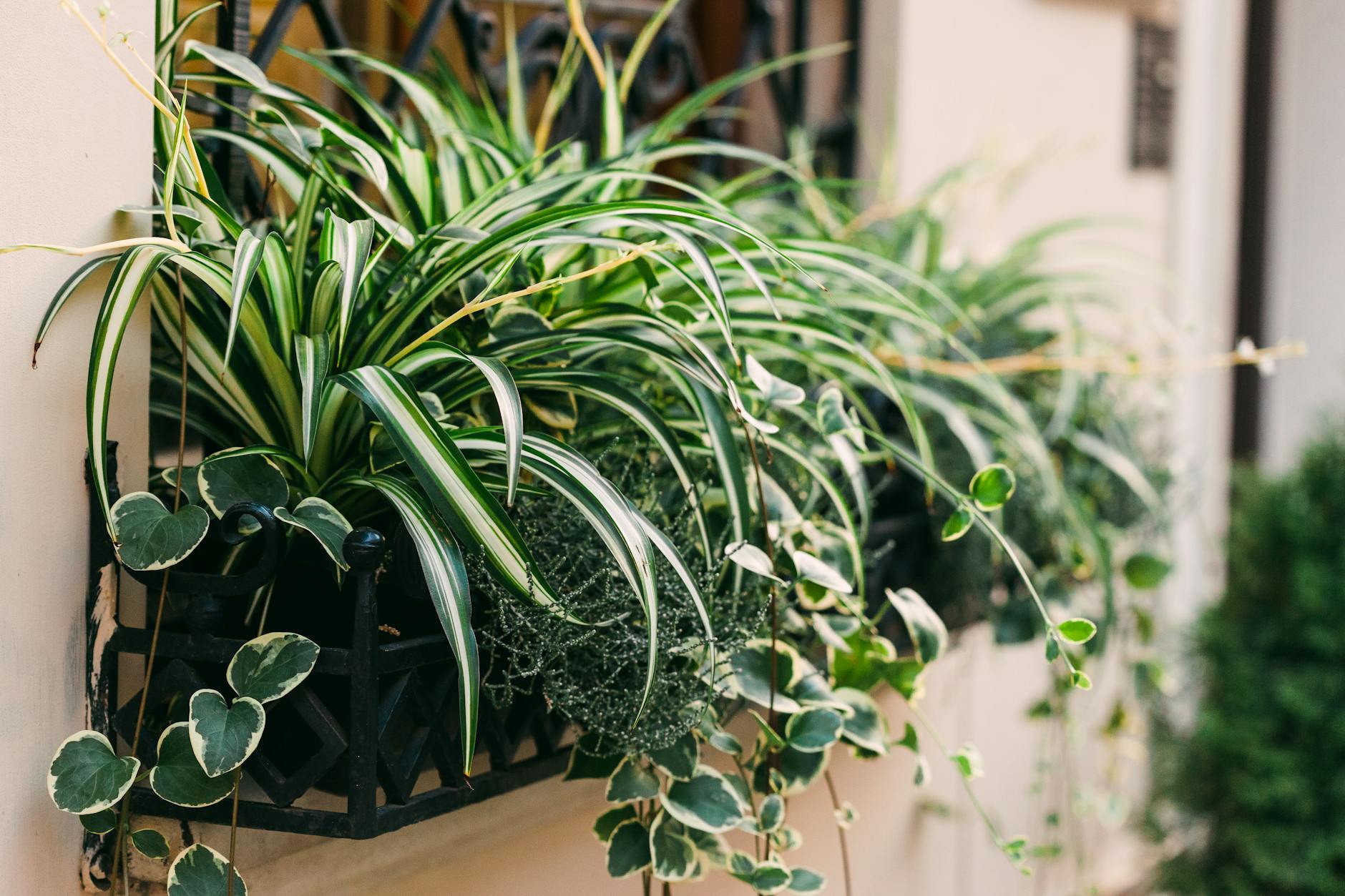 Read more about the article How to Water Houseplants Correctly: The Most Common Mistake UK Growers Make